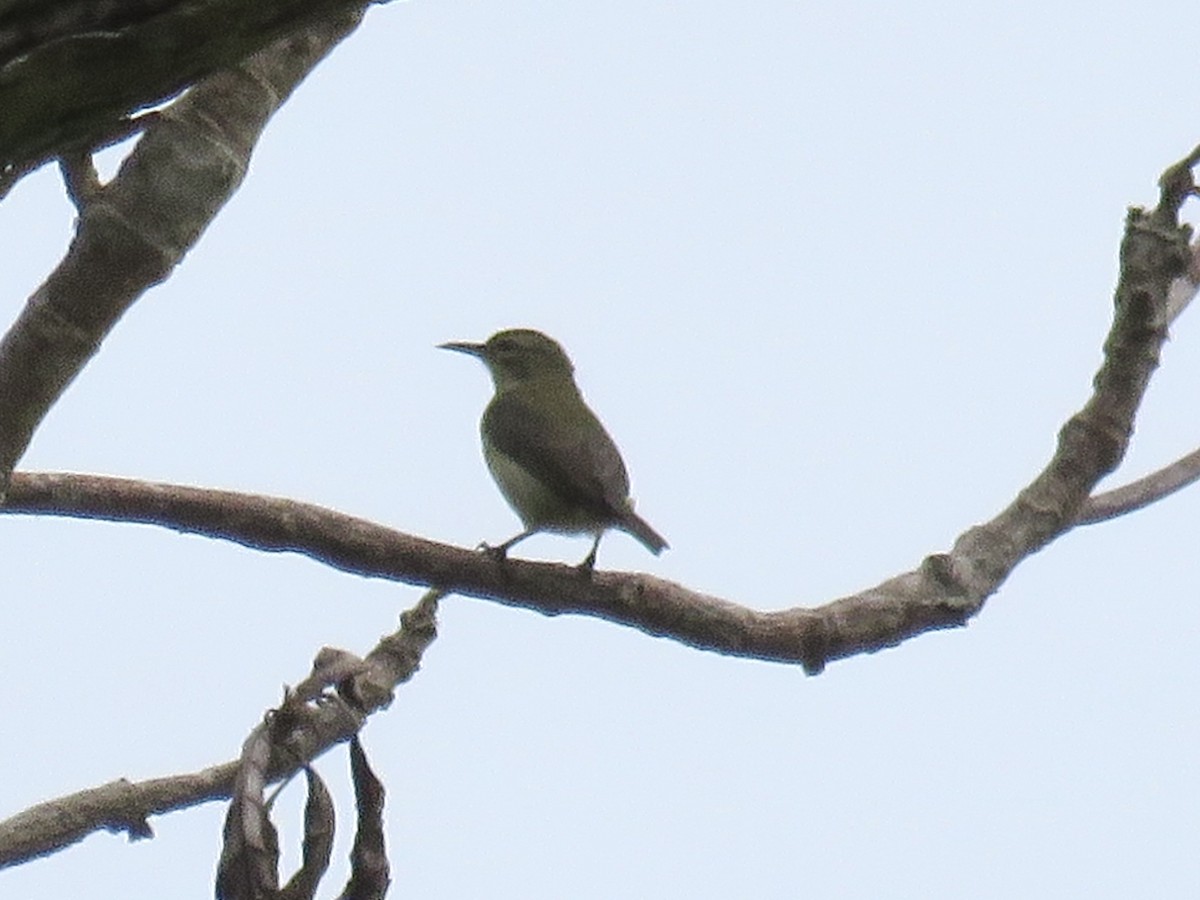 Little Green Sunbird - ML422536681