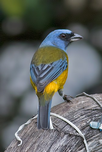 Blue-and-yellow Tanager - Sam Woods