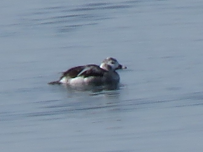 Long-tailed Duck - ML422541511