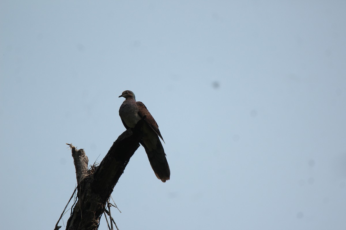 Barred Cuckoo-Dove - ML422543221