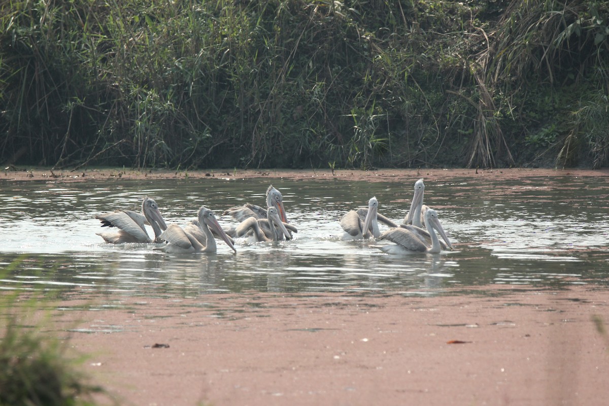 pelikán skvrnozobý - ML422544021