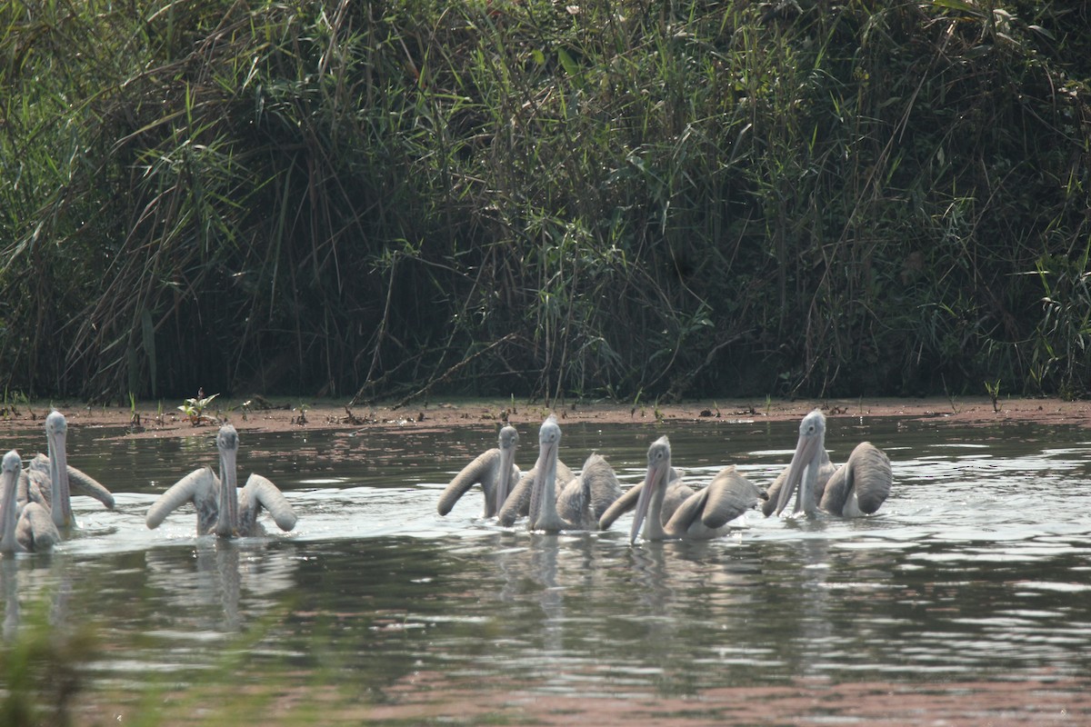 Spot-billed Pelican - Arun George