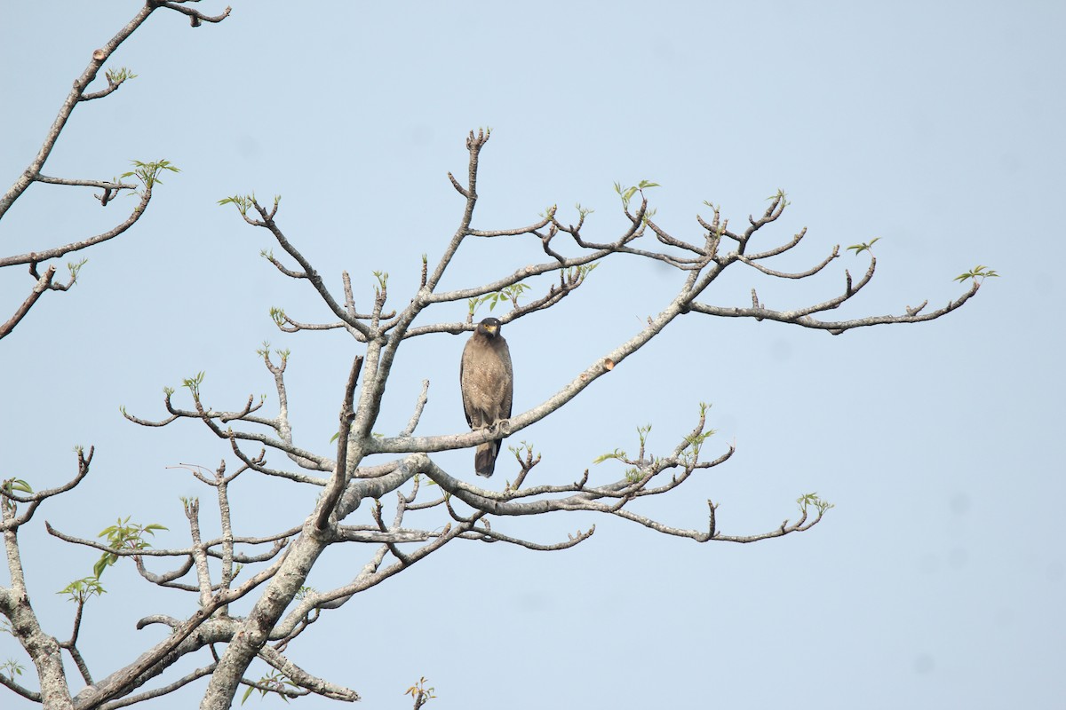 Crested Serpent-Eagle - ML422544081