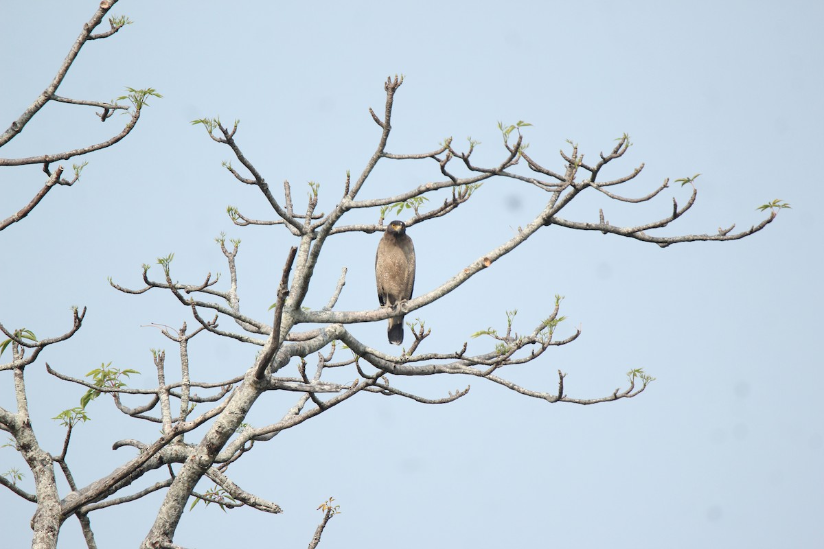 Crested Serpent-Eagle - ML422544341