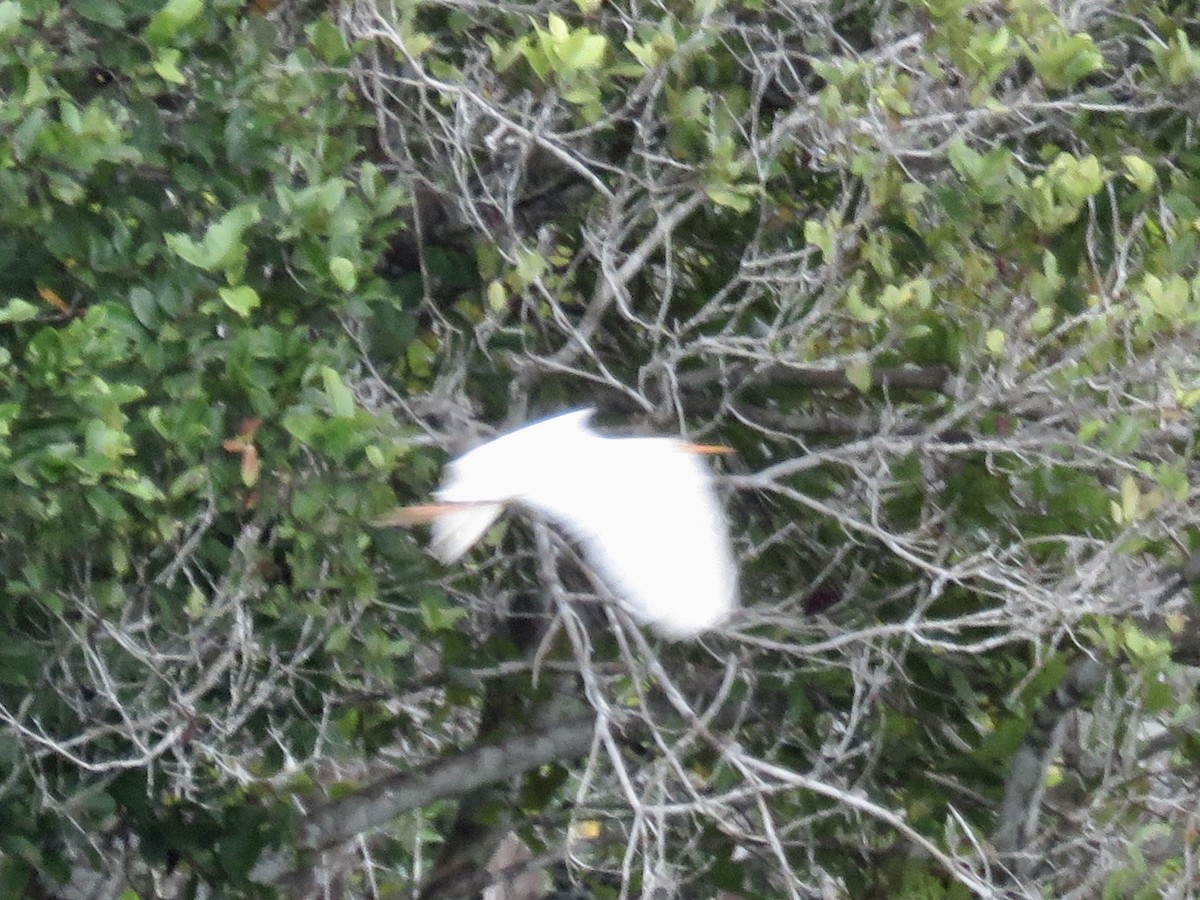Western Cattle Egret - GARY DOUGLAS