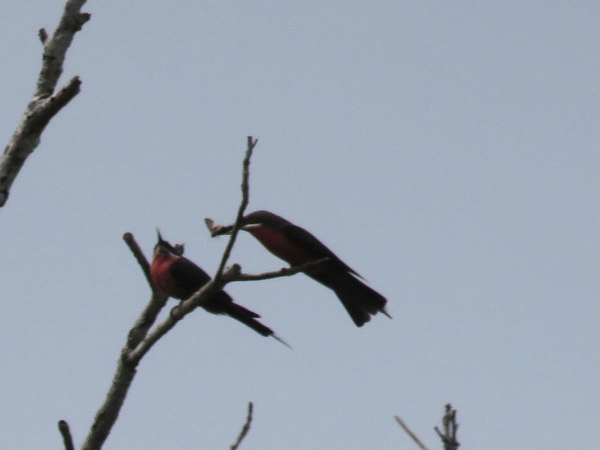 Rosy Bee-eater - GARY DOUGLAS