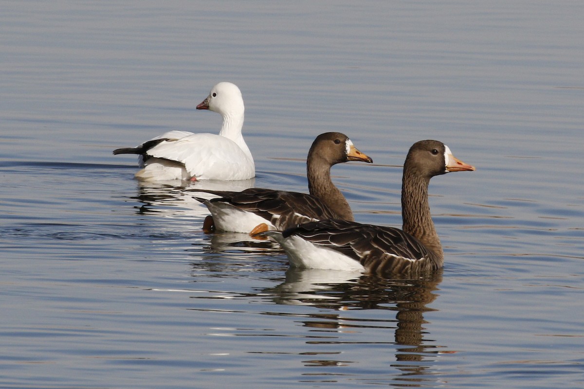 Greater White-fronted Goose - Donna Pomeroy