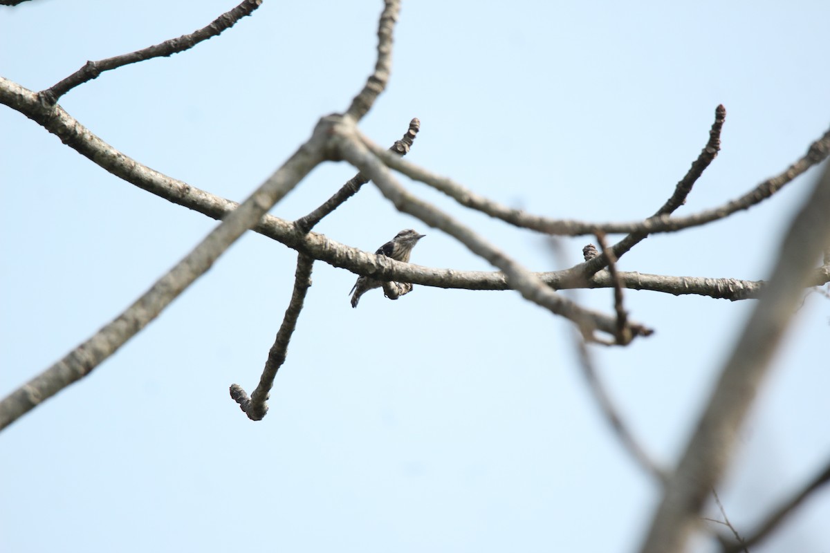 Gray-capped Pygmy Woodpecker - ML422546161