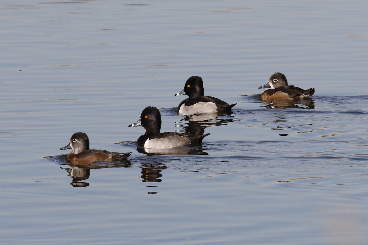 Ring-necked Duck - Donna Pomeroy