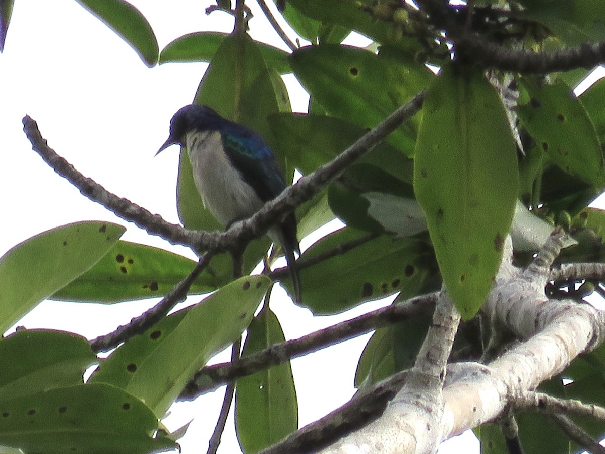 Violet-tailed Sunbird - GARY DOUGLAS