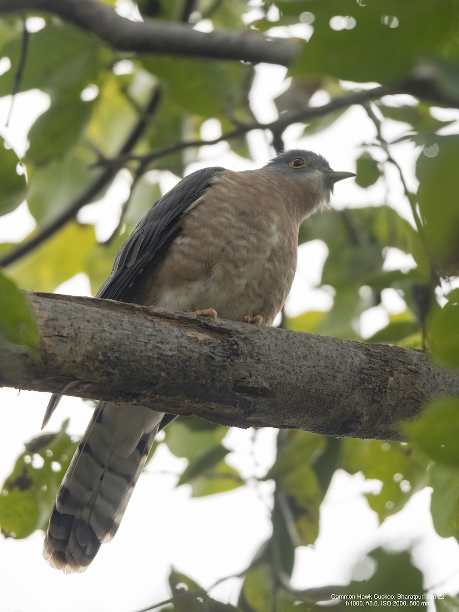 Common Hawk-Cuckoo - ML422555131