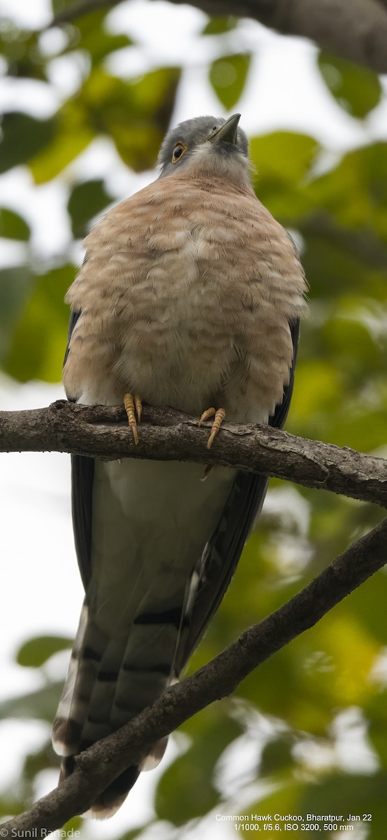 Common Hawk-Cuckoo - ML422555171