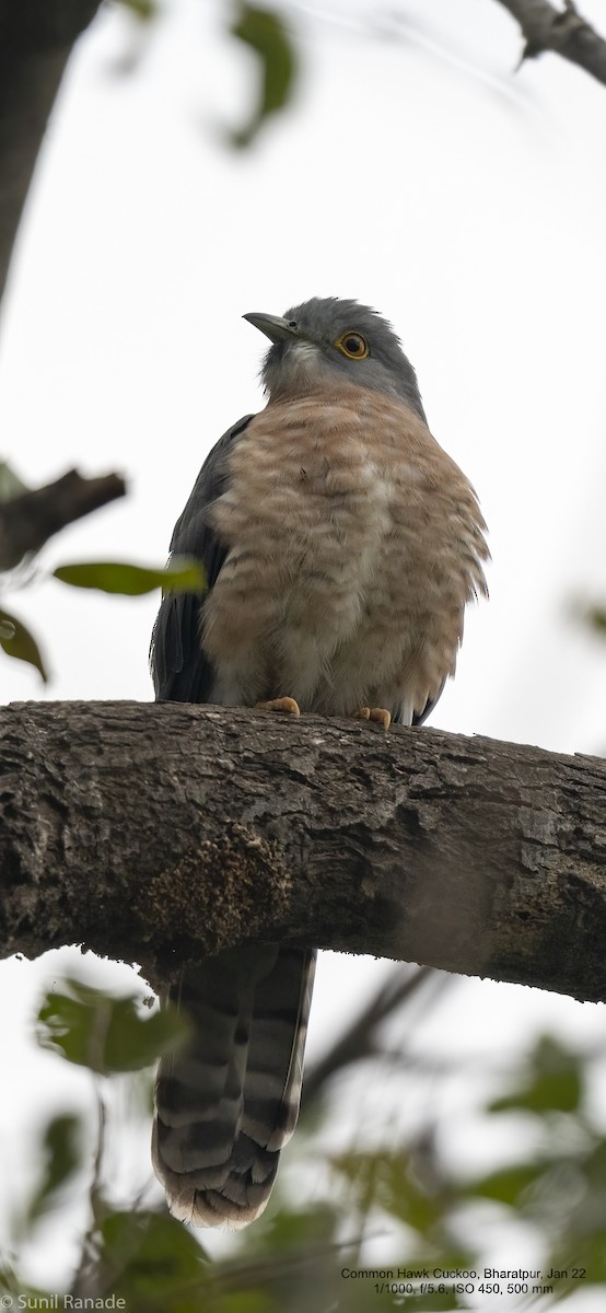 Common Hawk-Cuckoo - ML422555221