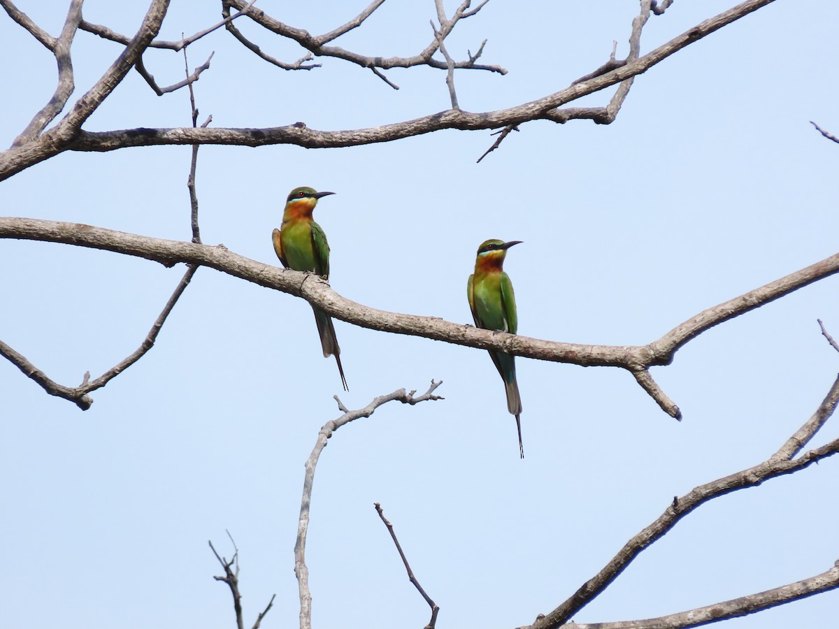 Blue-tailed Bee-eater - ML422557251