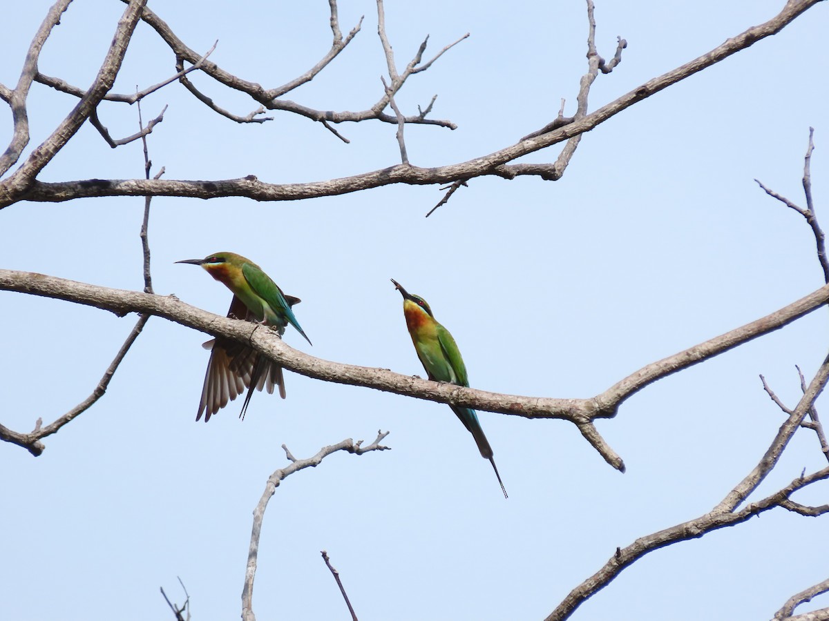 Blue-tailed Bee-eater - ML422557261