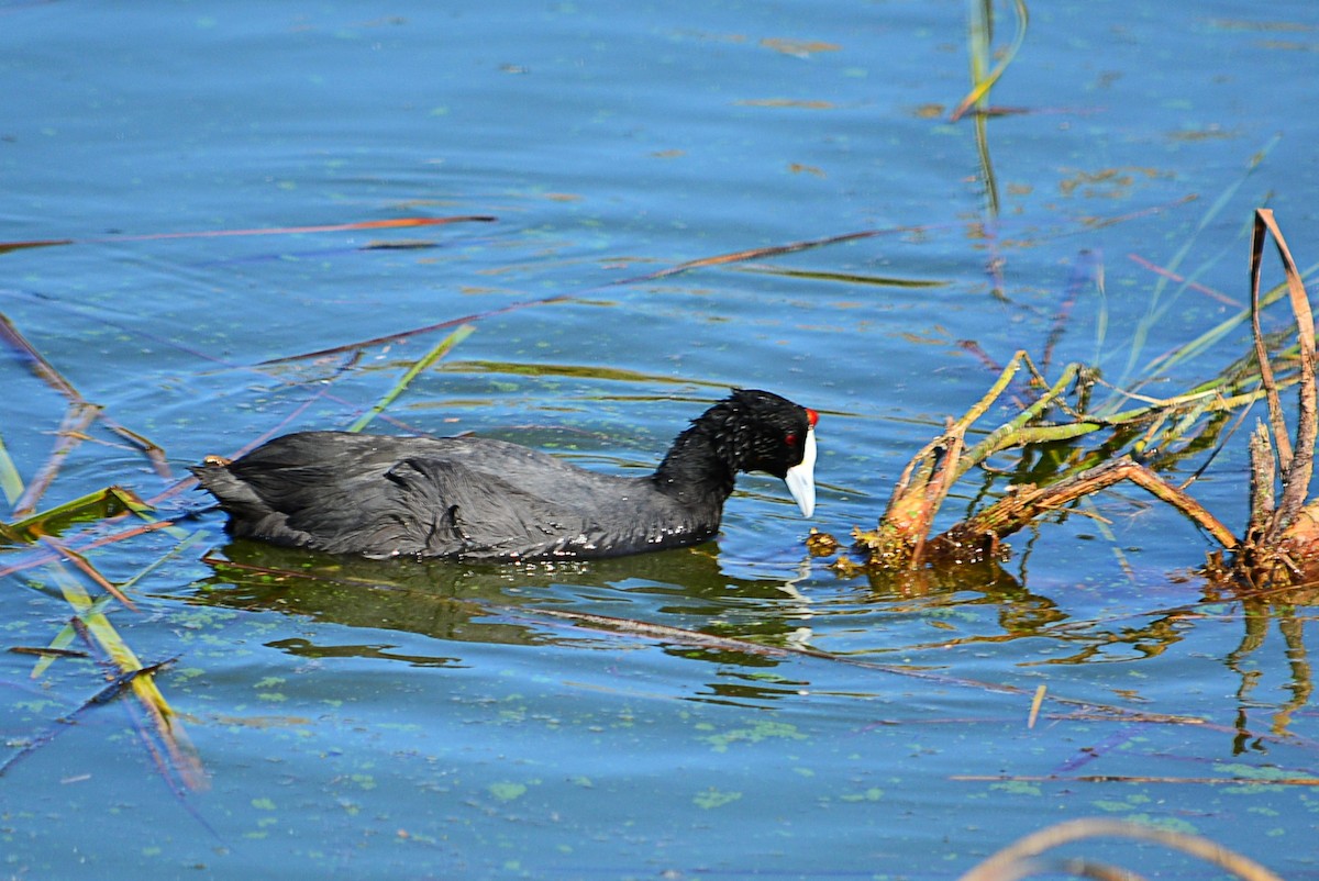 Red-knobbed Coot - ML422557281
