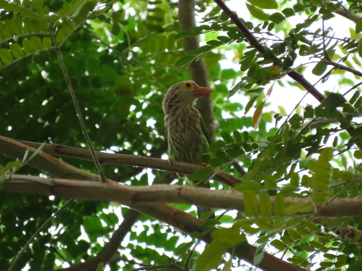 Lineated Barbet - ML422557321