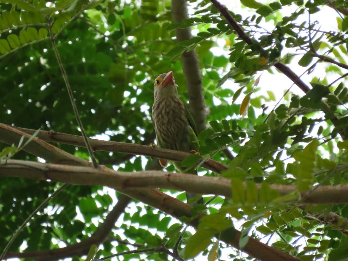 Lineated Barbet - ML422557331