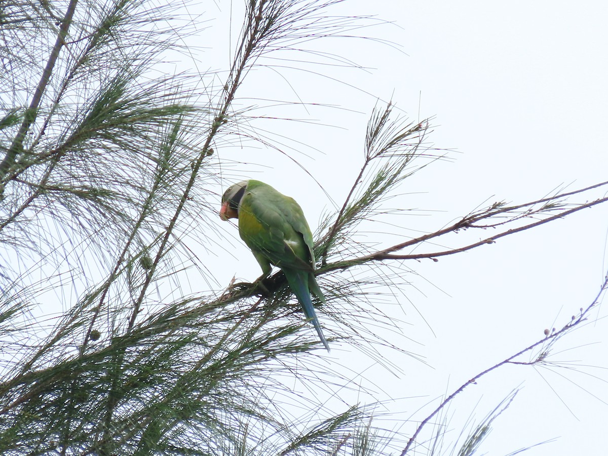 Red-breasted Parakeet - ML422557451