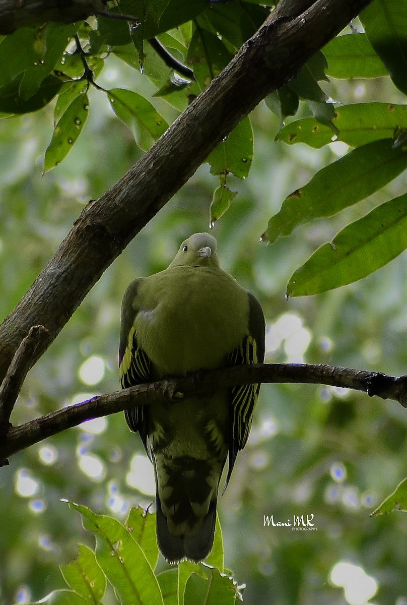Andaman Green-Pigeon - ML422557901