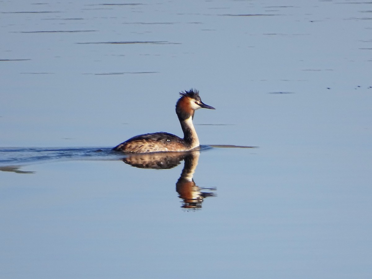 Great Crested Grebe - ML422558801