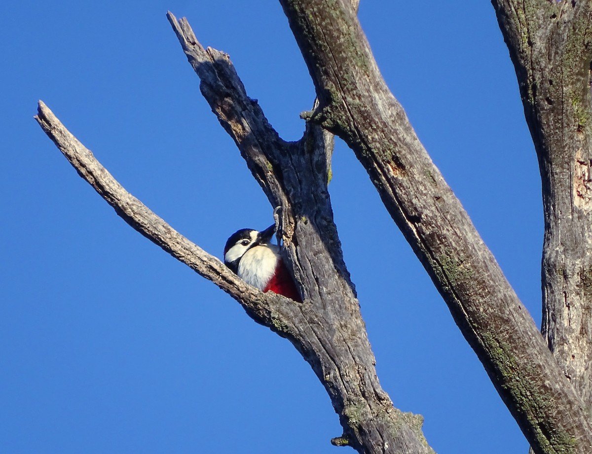 Great Spotted Woodpecker - Javier Nicolau
