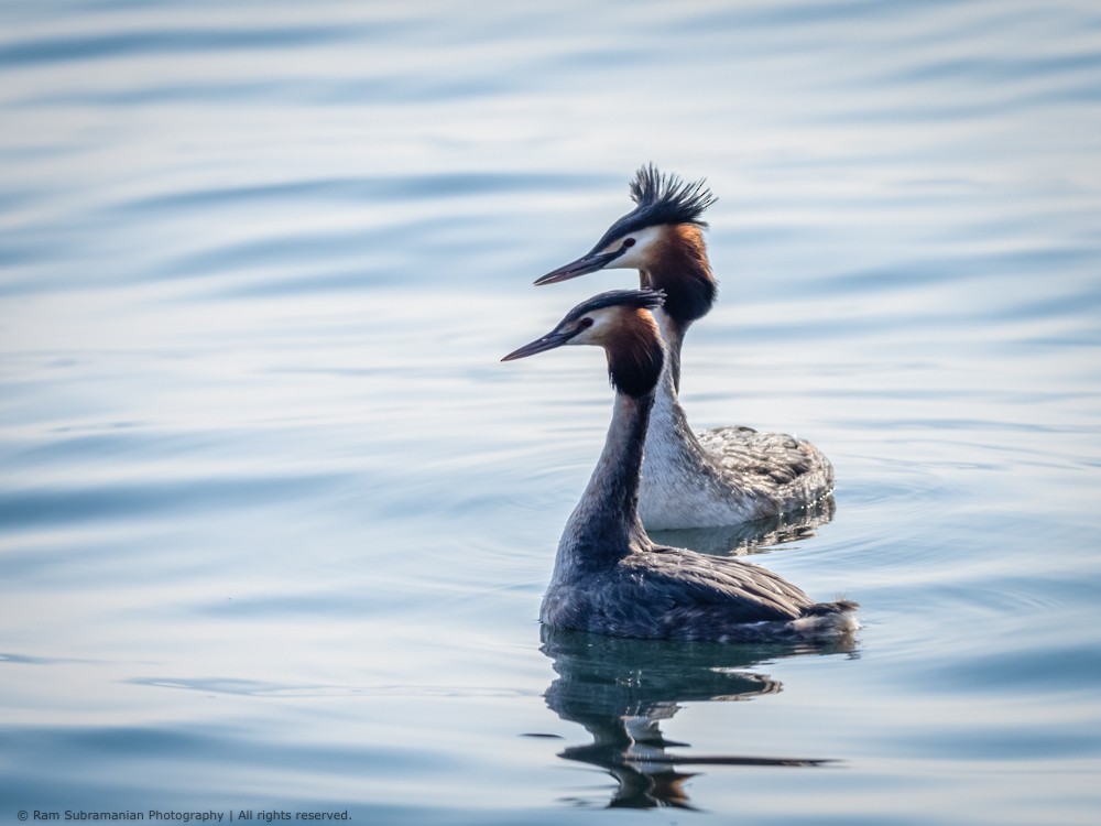 Great Crested Grebe - ML422572731