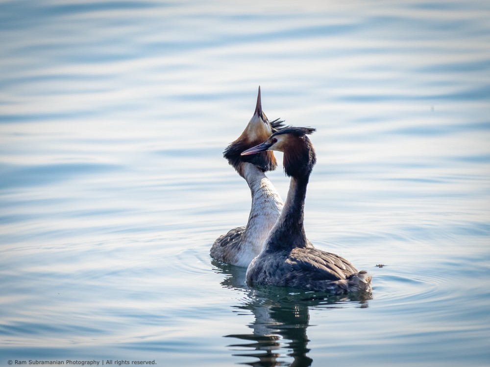 Great Crested Grebe - ML422572741