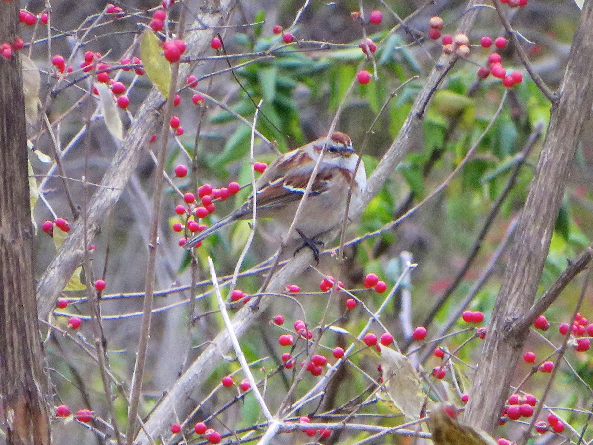 American Tree Sparrow - ML42257321