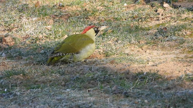 Eurasian Green Woodpecker - ML422578731