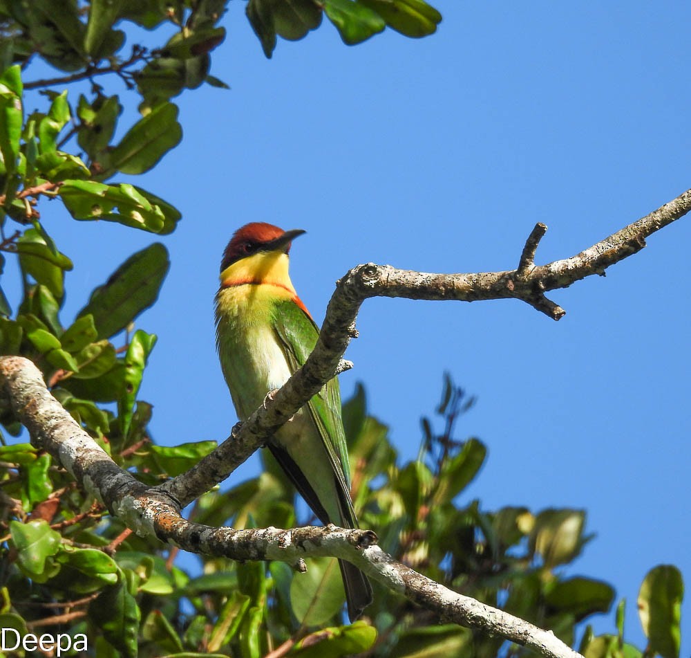 Chestnut-headed Bee-eater - ML422592061