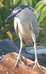Black-crowned Night Heron - ML42259451