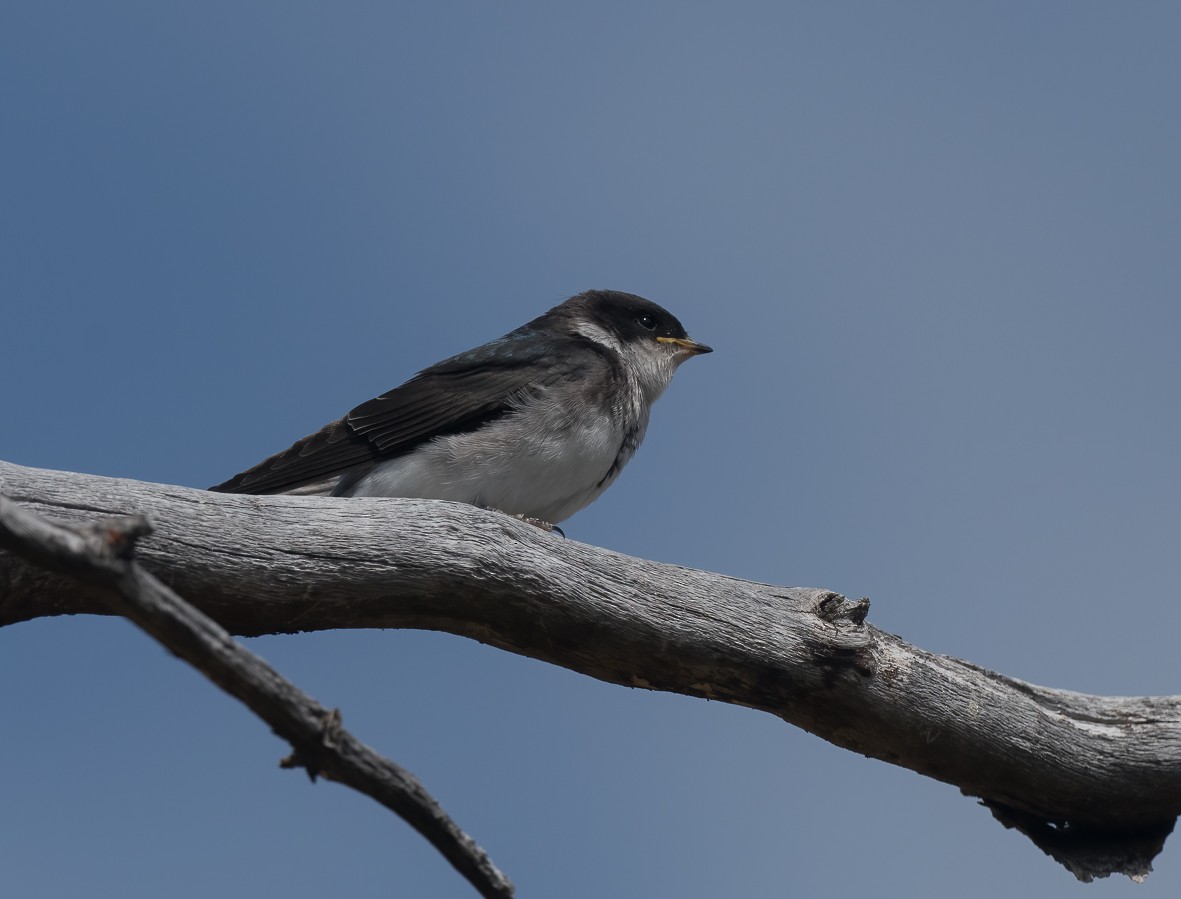 Blue-and-white Swallow (patagonica) - ML422595821