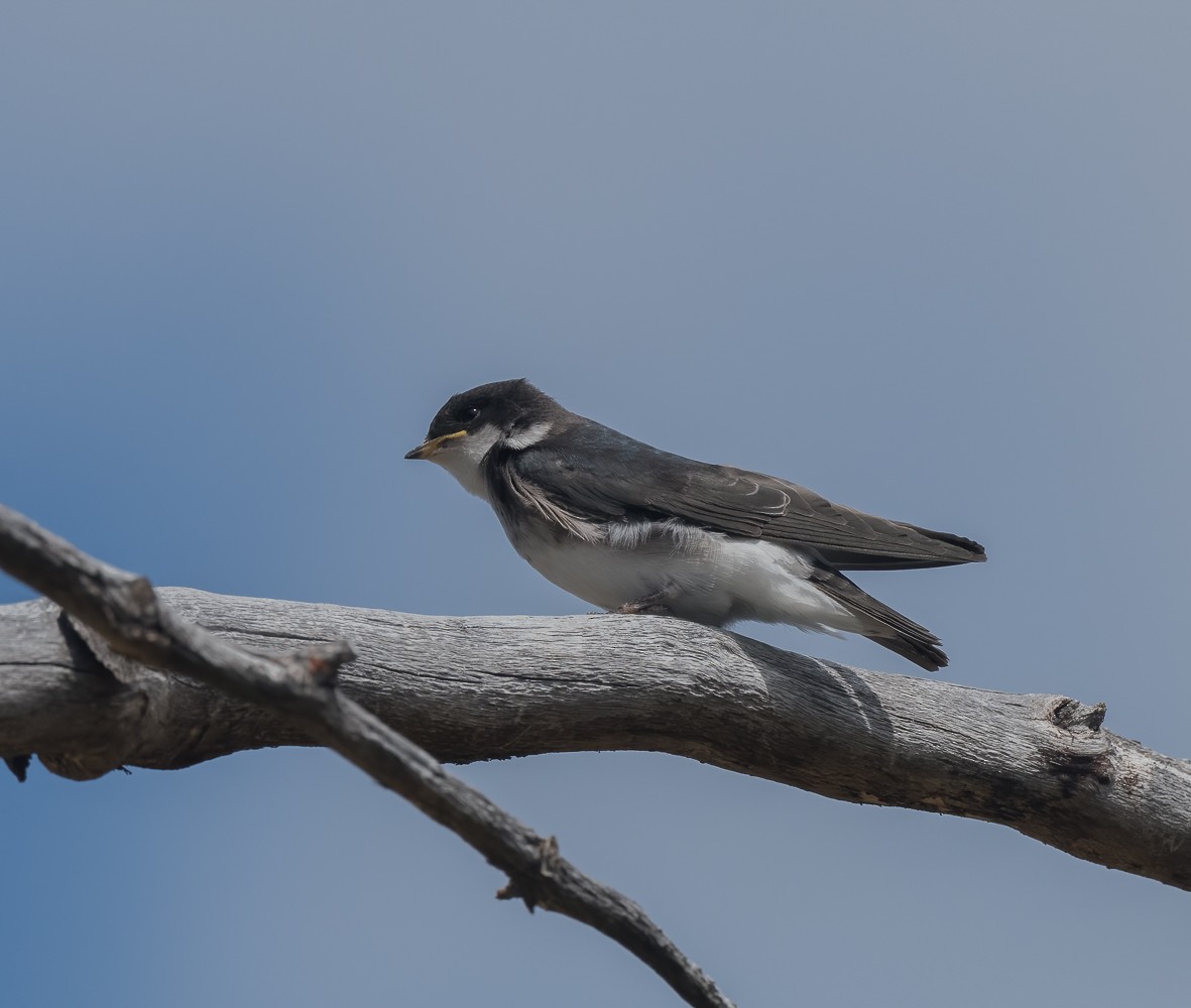 Blue-and-white Swallow (patagonica) - ML422595841