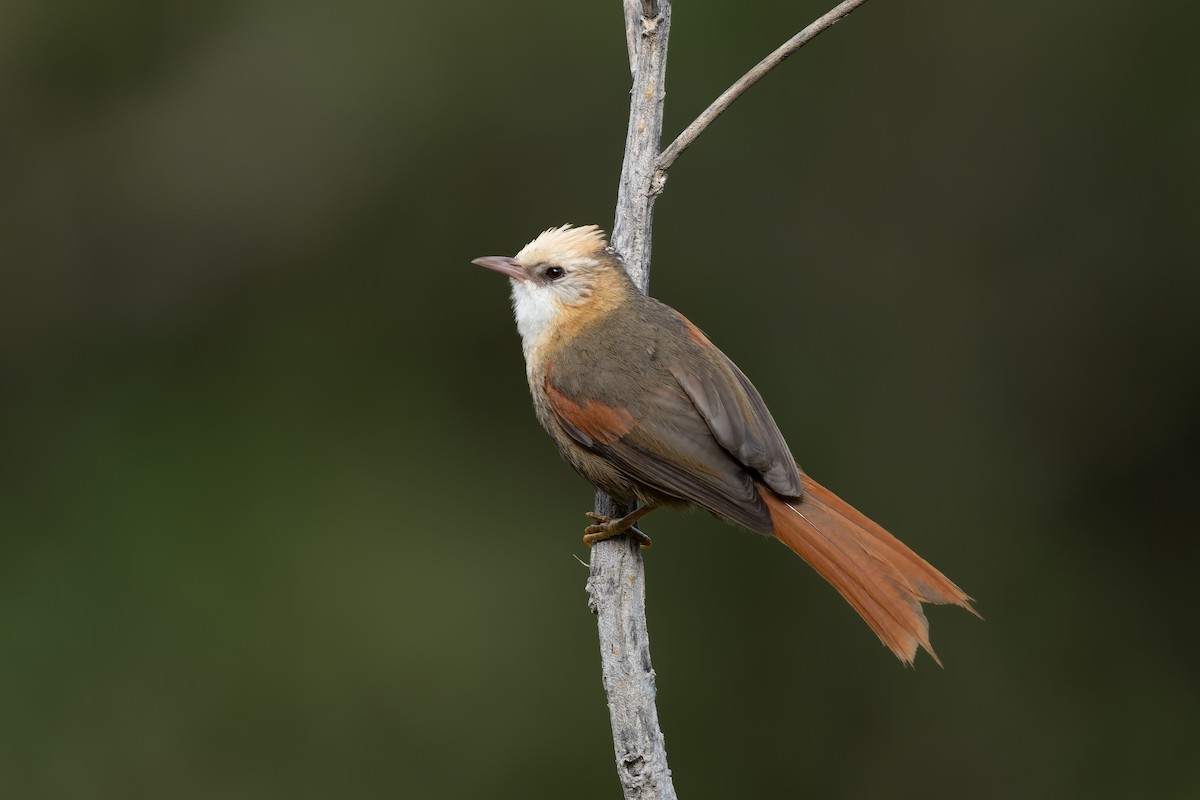 Creamy-crested Spinetail - ML422596311