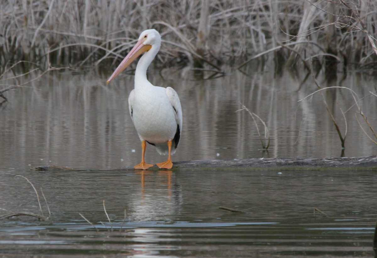 American White Pelican - Debbi Senechal