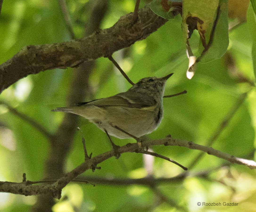Hume's Warbler - ML422598501
