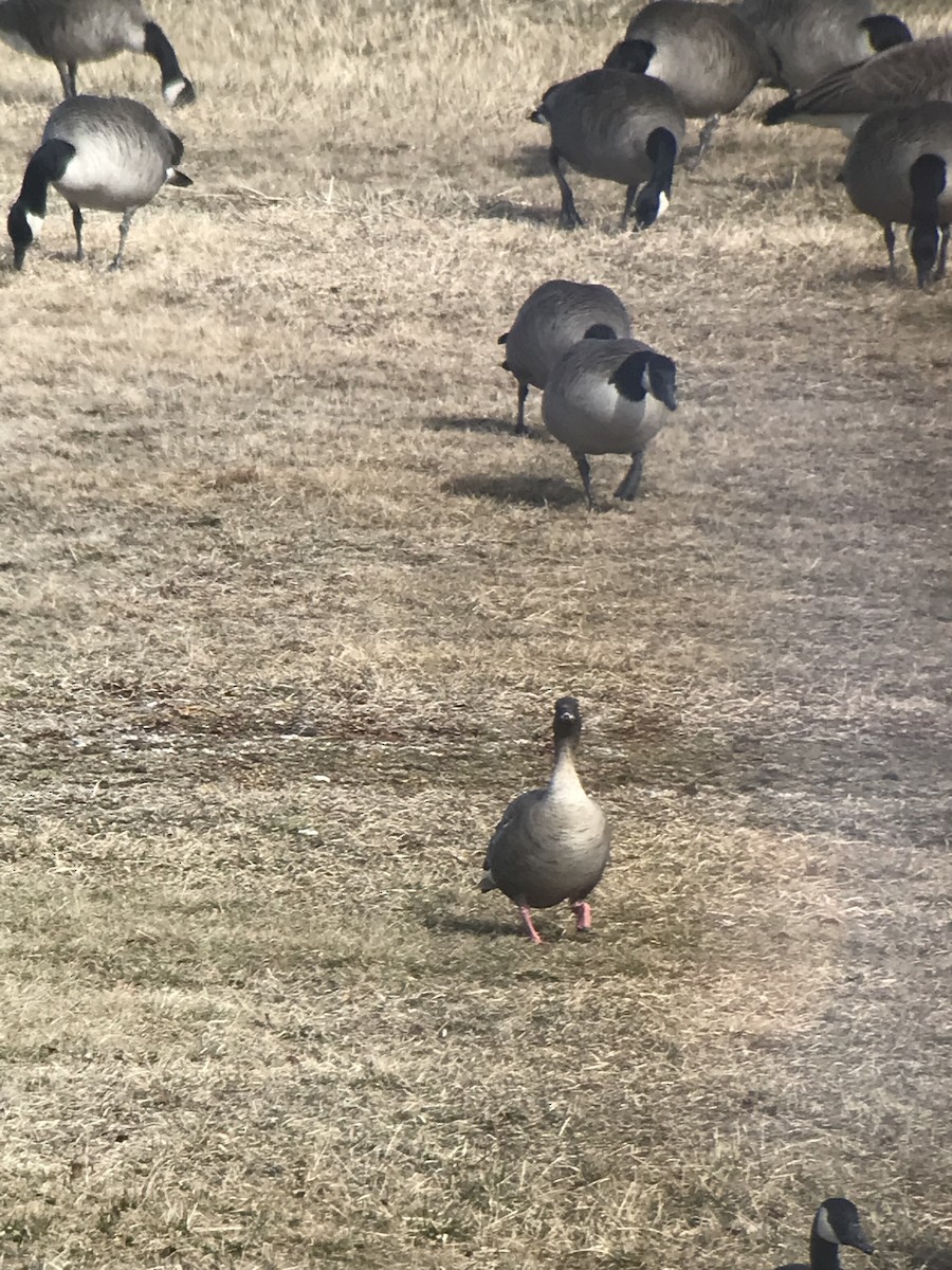Pink-footed Goose - ML422601621