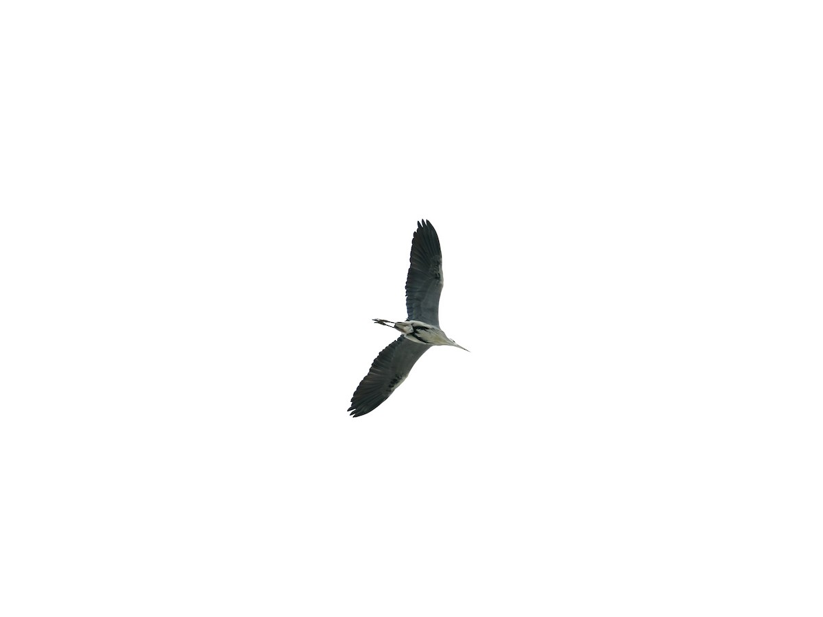 Gray Heron - ML422606011