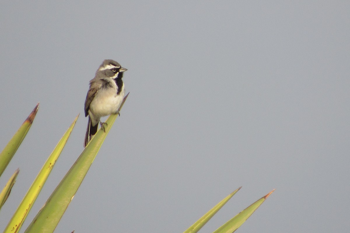 Black-throated Sparrow - ML422607461