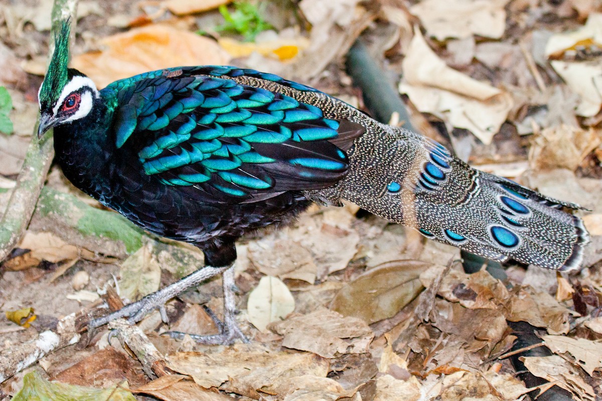 Palawan Peacock-Pheasant - ML422608301