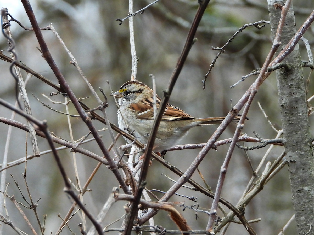 White-throated Sparrow - ML422610431
