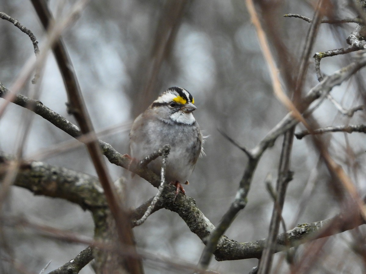 White-throated Sparrow - ML422610501