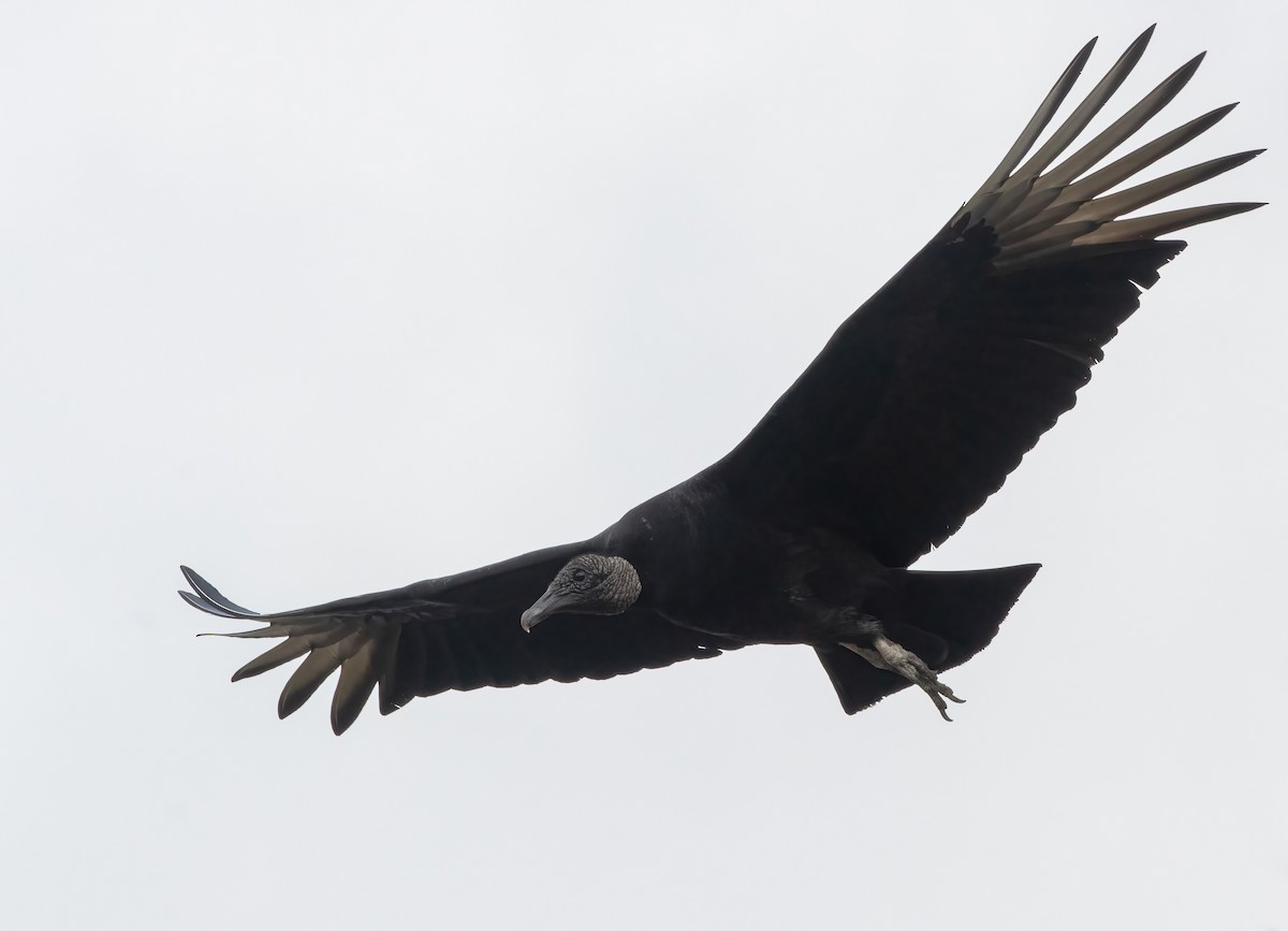 Black Vulture - ML422611061