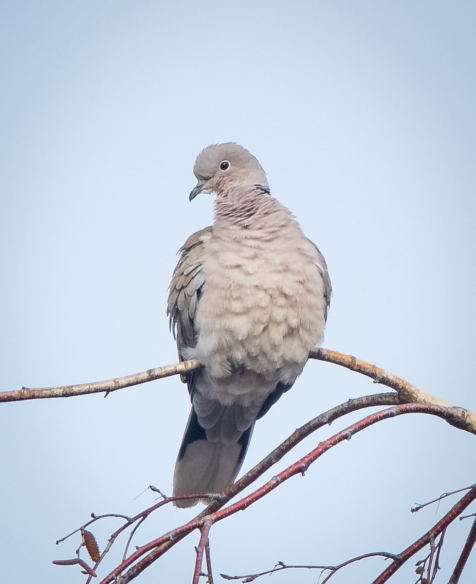 Eurasian Collared-Dove - ML422614751