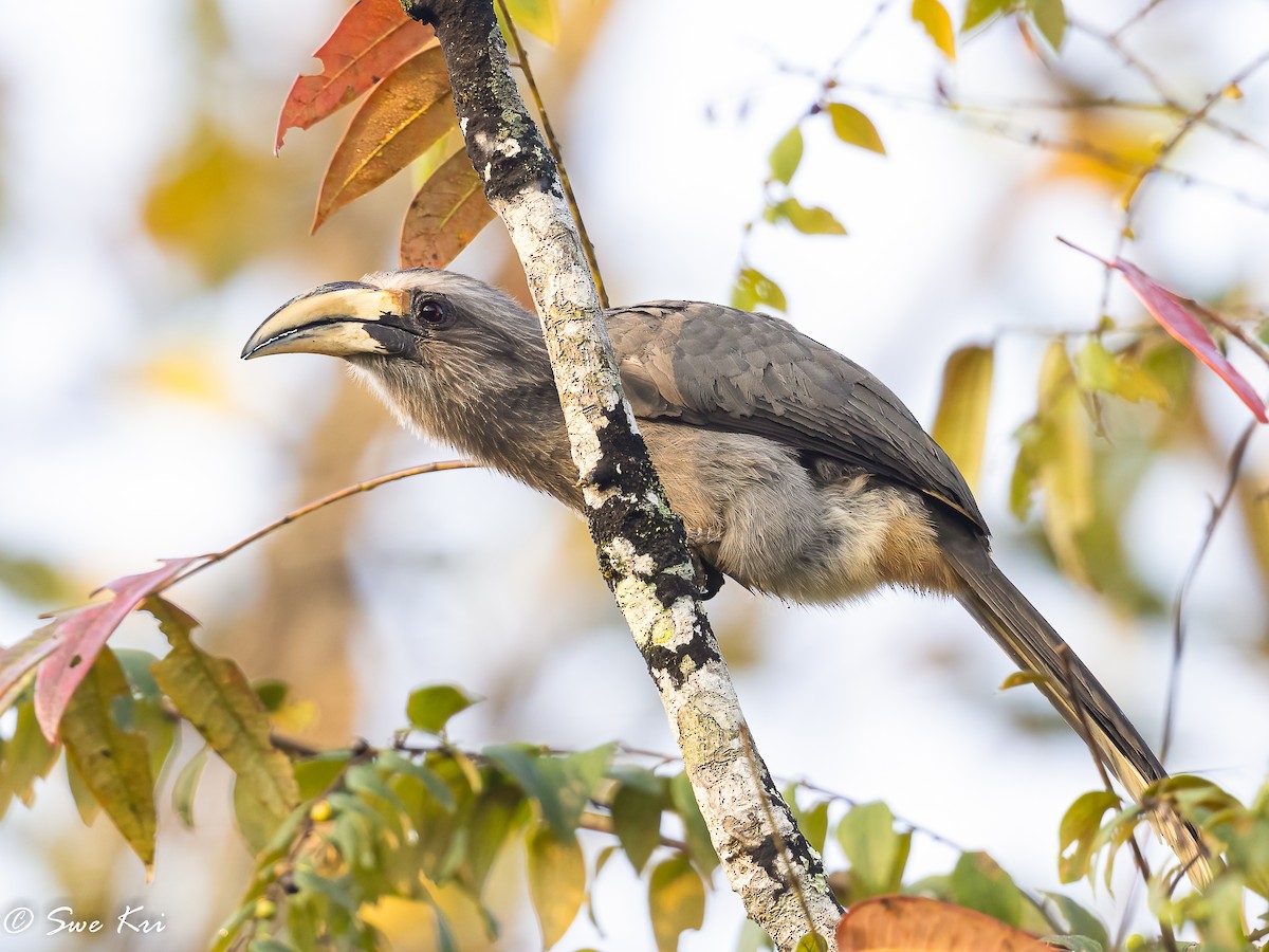 Malabar Gray Hornbill - ML422619711