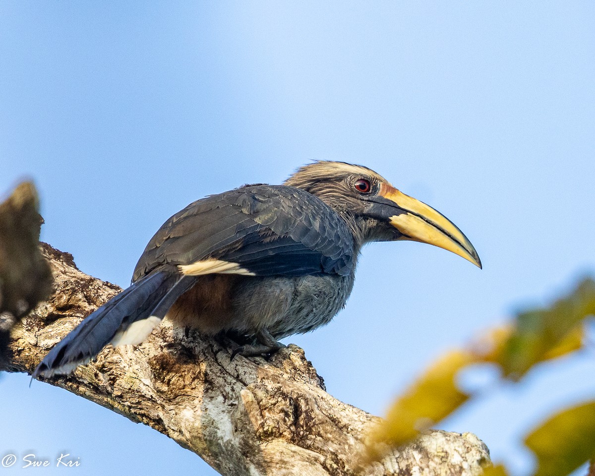 Malabar Gray Hornbill - ML422619721