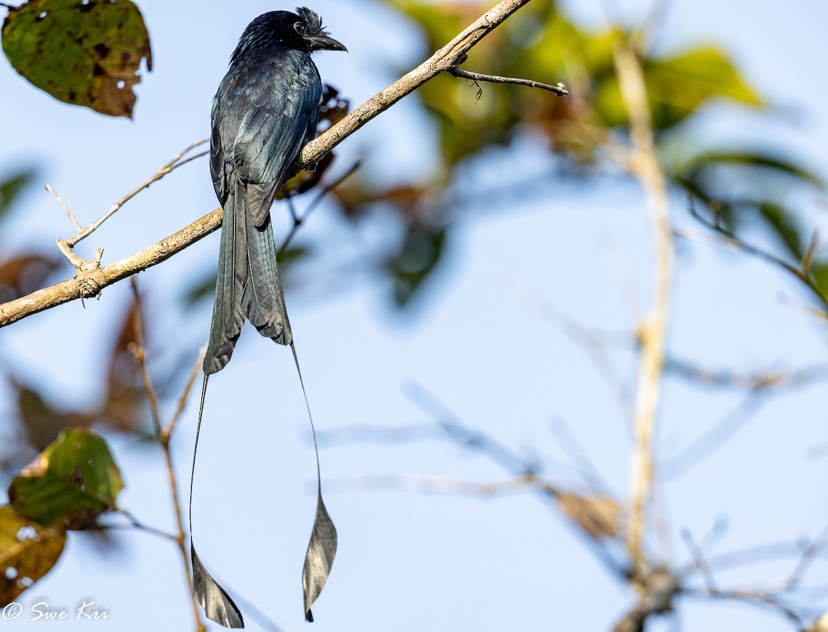 Greater Racket-tailed Drongo - ML422620091