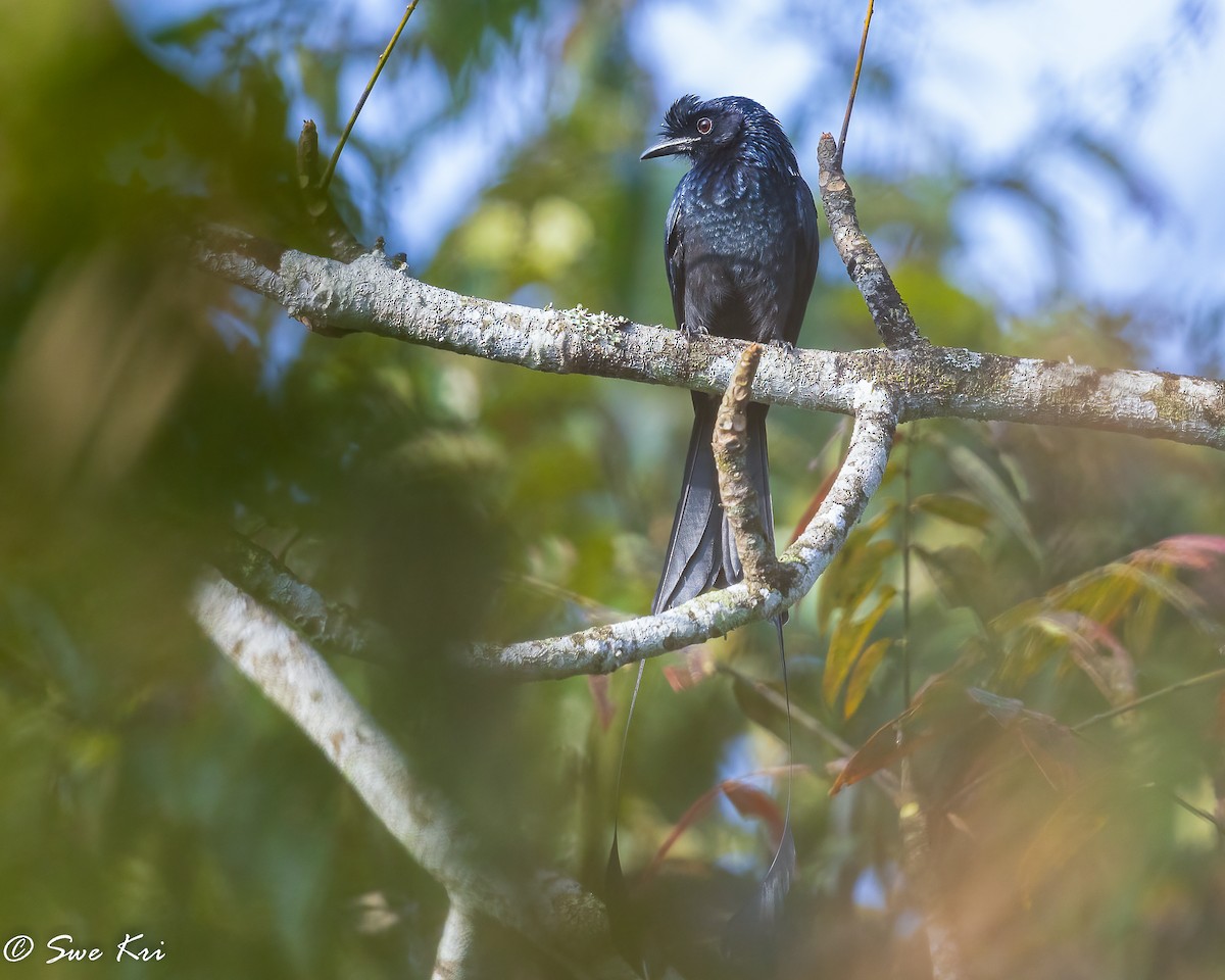 Greater Racket-tailed Drongo - ML422620121