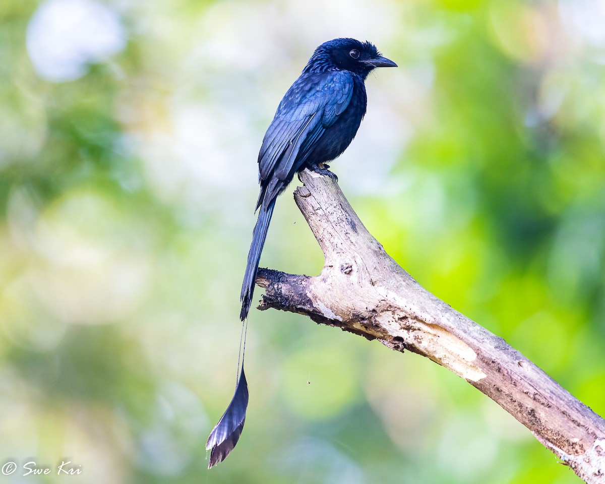 Greater Racket-tailed Drongo - ML422620161